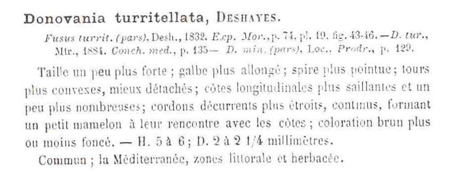 Famiglia Buccinidae: il genere Chauvetia